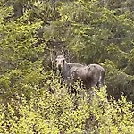 Masaplassen Friisvegen Mountain Ringebu