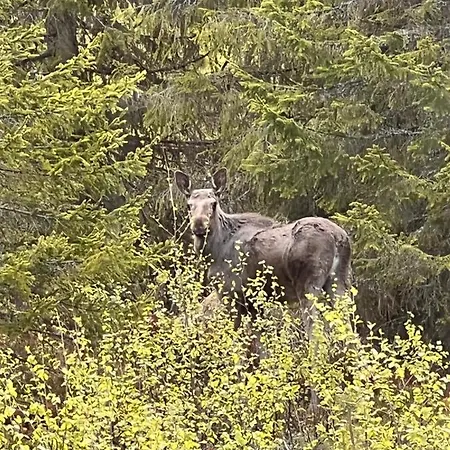 Måsåplassen Friisvegen Mountain Ringebu